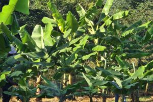 Man, 20, found dead in banana plantation in Kisumu as suspect is arrested