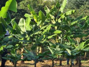 Man, 20, found dead in banana plantation in Kisumu as suspect is arrested