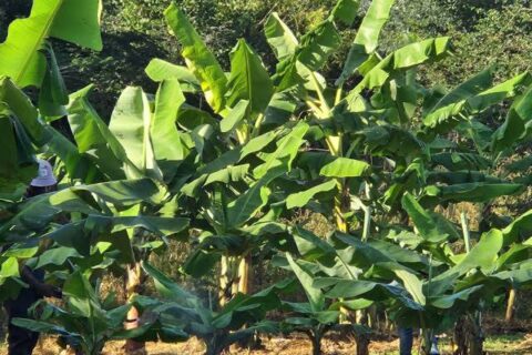 Man, 20, found dead in banana plantation in Kisumu as suspect is arrested
