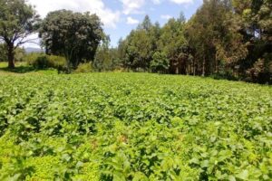 Man, 20, killed after confrontation over vegetable harvesting in Homa Bay