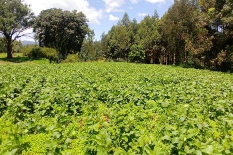 Man, 20, killed after confrontation over vegetable harvesting in Homa Bay