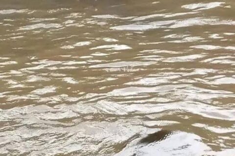 Missing Kiambu man found dead in Thiririka River