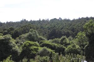 Body of unknown man found dumped in Upland Forest, Kiambu County