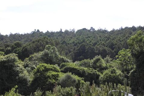 Body of unknown man found dumped in Upland Forest, Kiambu County