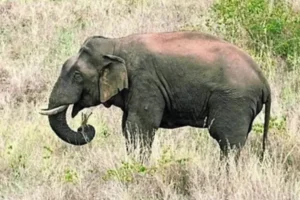 Samburu man, 41, trampled to death by elephant while herding goats