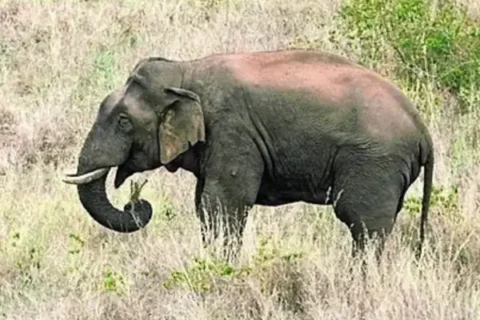 Samburu man, 41, trampled to death by elephant while herding goats