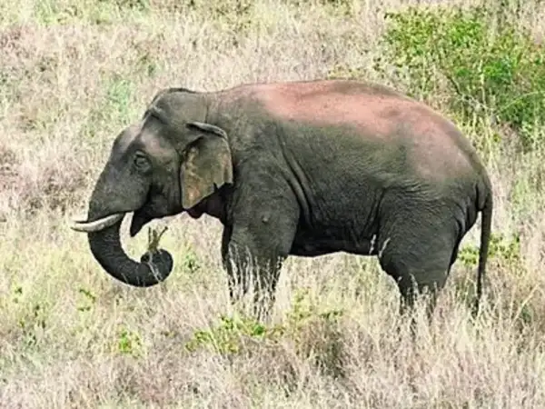 Samburu man, 41, trampled to death by elephant while herding goats